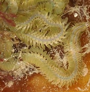 Afbeeldingsresultaten voor "Pionosyllis Lamelligera". Grootte: 181 x 185. Bron: www.aphotomarine.com