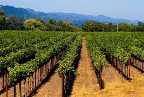napa valley vineyard napa valley vineyards napa valley california