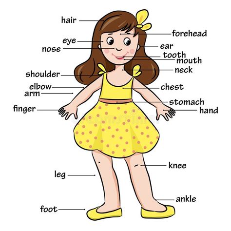 cartoon child vocabulary  body parts stock vector image