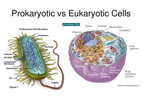 prokaryotic  eukaryotic cells microbiology eukaryotic cell