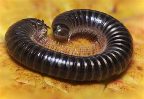 differences between centipedes and millipedes online science notes