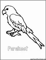 Parakeet sketch template