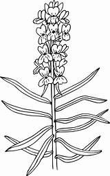 Snapdragon Antirrhinum Majus Silvestres Wildflower Modify Commercially sketch template