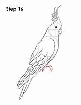 Cockatiel Draw Bird Drawings Drawing Easy Tattoo Birds Coloring Pages Tattoos Animal How2drawanimals Step Line Pencil Tatoo Feet Under Body sketch template