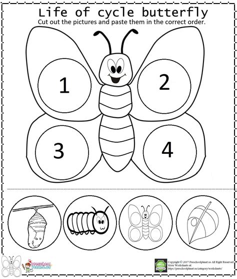 life cycle   butterfly coloring sheet coloring pages