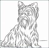 Yorkie Coloring Yorkshire Pages Terrier Color Dog Drawing Printable Getcolorings Book Getdrawings Colorings sketch template