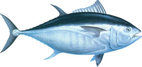 bluefin tuna europacific tuna
