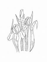 Iris Mycoloring sketch template