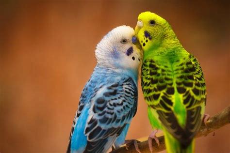 fascinating fun facts  parakeets  animals