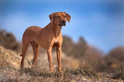 rhodesian ridgeback puppies dorset rhodesian ridgeback breeder