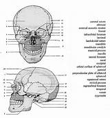 Skull Anatomy Coloring Bones Pages Human Labeling Sheets Printable Worksheet Drawing Study Sheet Diagram Labeled Skeleton Facial Parts Rocks Google sketch template
