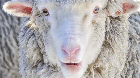 lost australian sheep    pounds  wool sheared  mycentraloregoncom