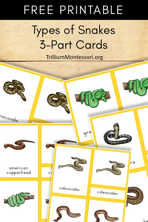 printable snakes  part cards trillium montessori