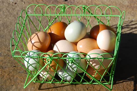 eggs  sale