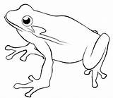 Frog Coloring Pages Kids Print Forget Supplies Don sketch template