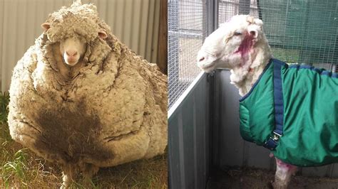 sheep  unrecognizable   pounds  wool  sheared youtube
