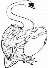 Colorir Cisne Swans Pintarcolorir Imprimir Pode Muitos Outros sketch template