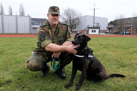 zahl traumatisierter soldaten steigt therapiehunde helfen