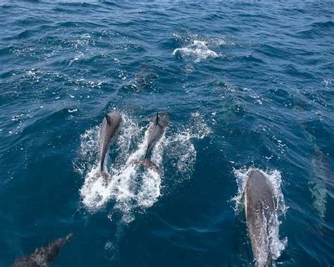 dolphin watching  muscat  top operators price