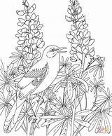 Coloring Pages Texas Bluebonnet Mockingbird Bird Birds Flower State Bluebonnets Printable Flowers Adult Drawing Book Blue Line Beautiful Sheets Color sketch template