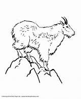 Mountain Goat Coloring Pages Kids Wild Animal Lion Mountains Animals Colouring Honkingdonkey Bike Print Activity Goats Sheet Sunrise Getcolorings Printables sketch template