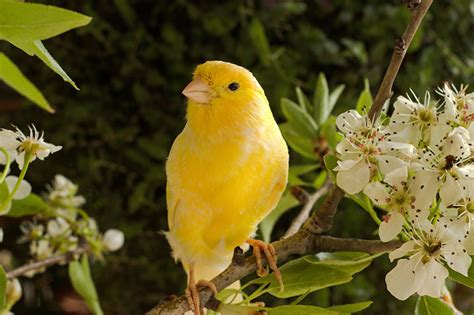 canaries list  types care  pet lifespan pictures
