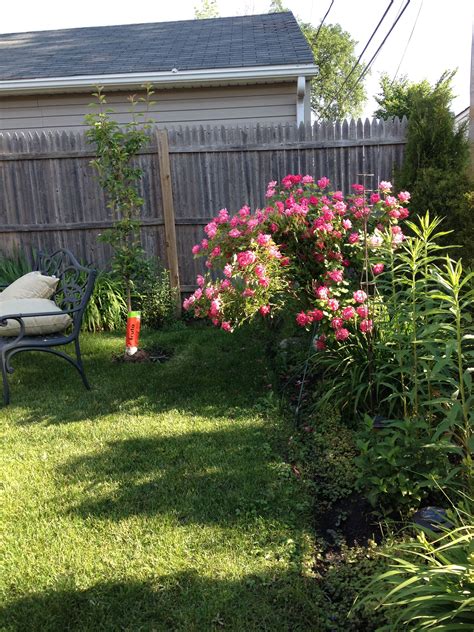 pink rose bushes backyard flowers backyard landscaping backyard