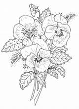 Pansy Flower Coloring Drawing Pages Designs Rubber Tattoo Stamp Flowers Pansies Penny Emily Drawings Ca Outline Patterns Adult Wallis Google sketch template