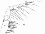 Afbeeldingsresultaten voor "pleuromamma Gracilis". Grootte: 150 x 116. Bron: copepodes.obs-banyuls.fr