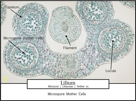 lab   lilium anther xs microspore mother cell stage flickr