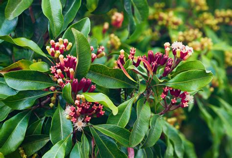 clove essential oil tinderbox