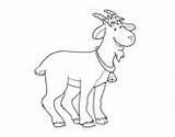 Farm Goat Coloring Goats Coloringcrew Pages sketch template