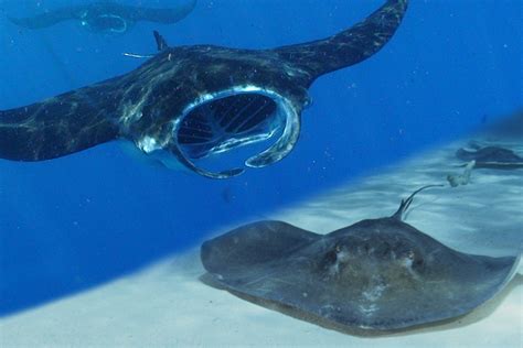manta ray  stingray