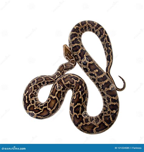 burmese python  white background stock image image  danger background