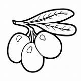 Fruits Olives sketch template
