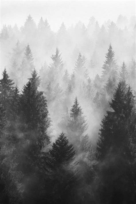 forest   nature photography black  white landscape black