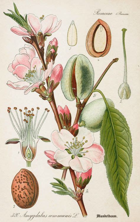 botanics ideas   botanical illustration botanical drawings