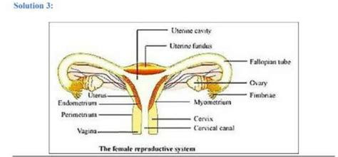 Question 3 Draw A Labelled Diagram Of Female Reproductive