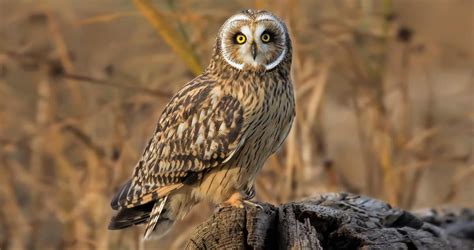 short eared owl overview   birds cornell lab  ornithology
