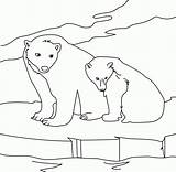 Coloring Pages Polar Arctic Bear Animals Printable Kids Bears Books sketch template