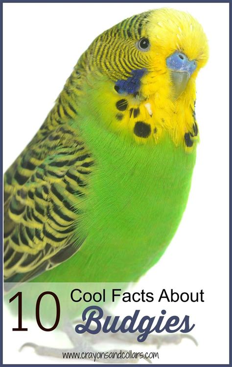 10 Cool Facts About Budgies Facts About Cool Things And