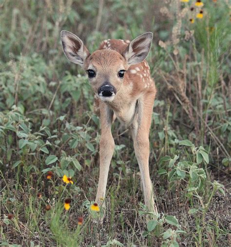 photographic promenade  fearless fawn