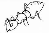 Ant Template Coloring Templates Colouring sketch template