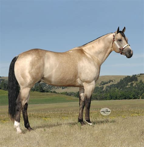 smooth guy stallion register horses quarter horse stallion
