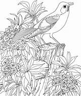 Coloring Bird Realistic Adult Pages Coloringbay sketch template