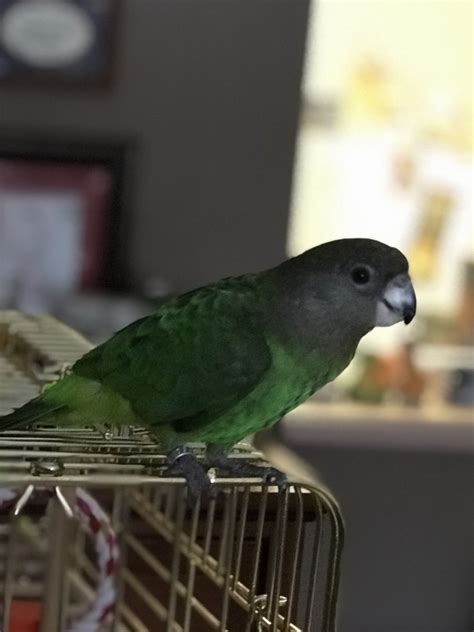 senegal parrot birds  sale syracuse ny