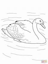 Swan Pond Coloring Mute Animals Pages Drawing Printable Duck Drawings Supercoloring Color Easy Getdrawings Getcolorings Swans Largest Schwan Simple sketch template