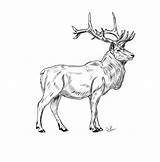 Stag Drawing Red Coloring Sketch sketch template
