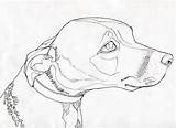 Drawing Line Animals Drawings Outline Animal Contour Dog Horse Illustration Draw Clipart Artist Face Pencil Sad Simple Cliparts Dogs Sketches sketch template