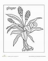 Ginger Plant Worksheet Coloring Plants Turmeric Color Does Pages Drawings Choose Board Flowers sketch template